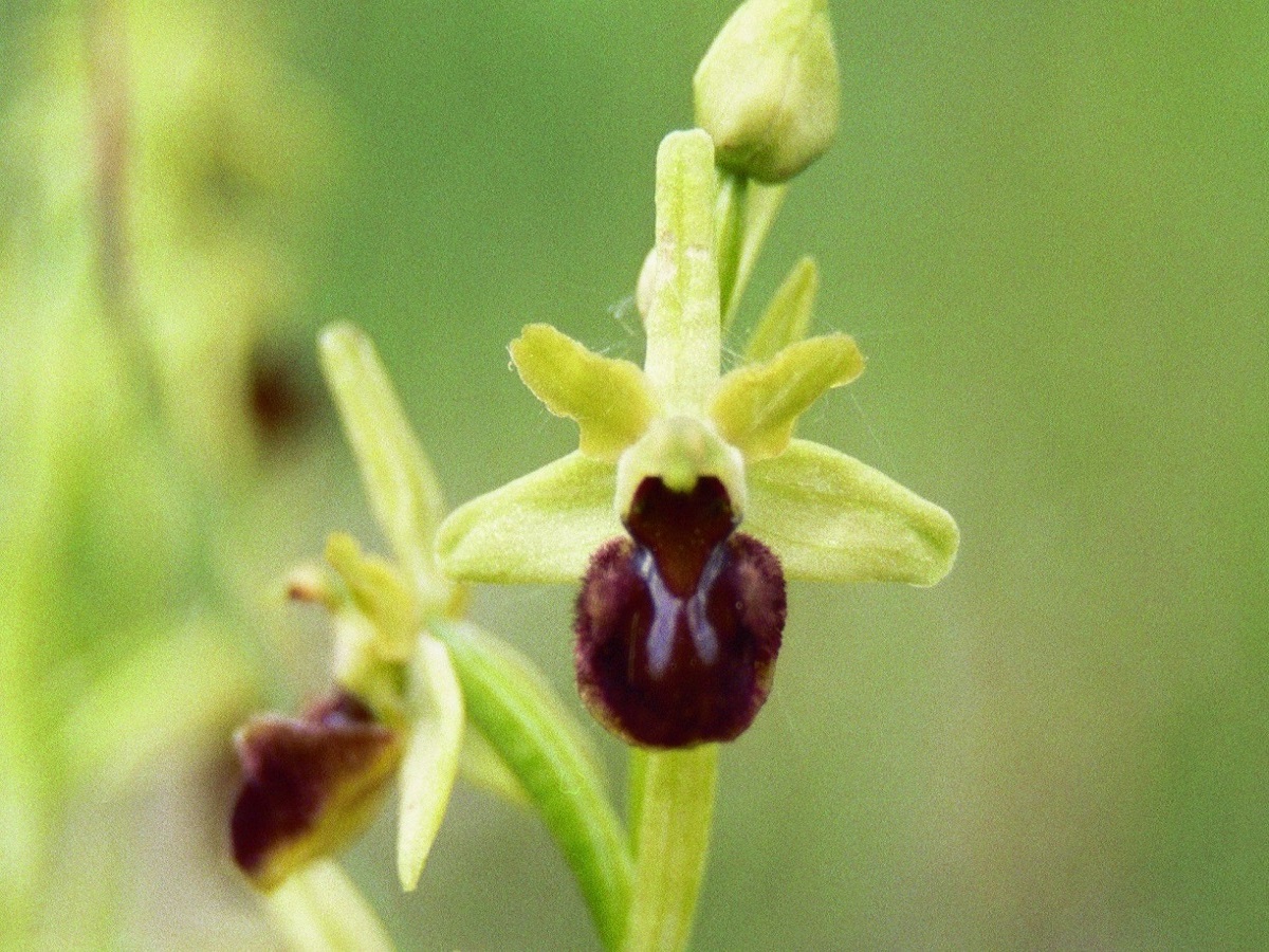 Ophrys aranifera subsp. aranifera (Orchidaceae)